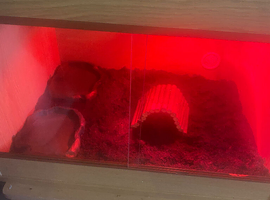 Vivarium