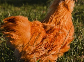 GOLD TOP hatching eggs SILKIE x LIGHT SUSSEX