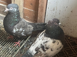 Pigeons