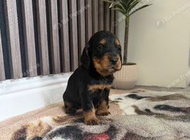Cocker Spaniel puppies