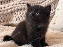 Gorgeous ragdoll cross kittens