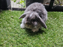 Opal butterfly mini lop baby rabbit boy