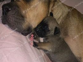 American bulldog