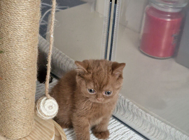 British short hair gccf or tica registered