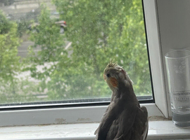 Baby cockatiel birds
