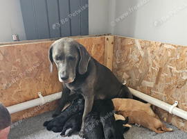 9 beagador/miniature poodle puppies