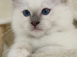 Lilac point male ragdoll Fully vaccinated Ready Now !