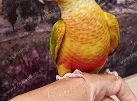 Conure pineapple semi tame
