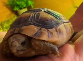 Beautiful tortoise and full set up