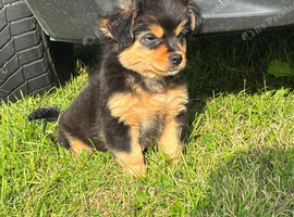 Pomeranian pup urgent