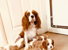 KC REGISTERED CAVALIER KING CHARLES SPANIEL