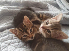 Kittens