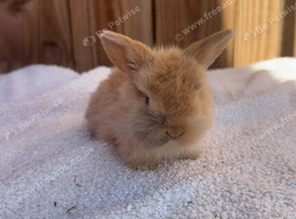 Exceptional mini lop (1 boy available)