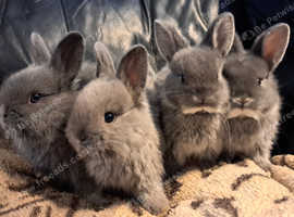 Beautiful 3/4 Netherland dwarf babies