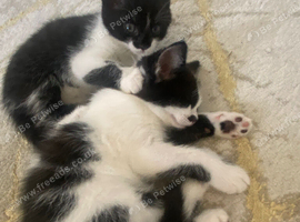 Kittens