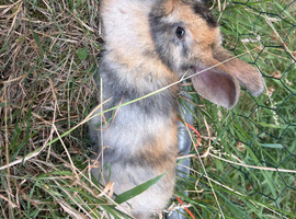 Baby rabbits