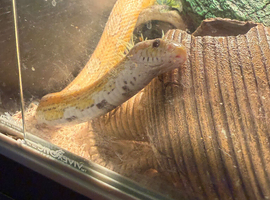 toffee corn snake