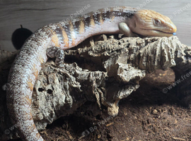 Northern blue tongue skink