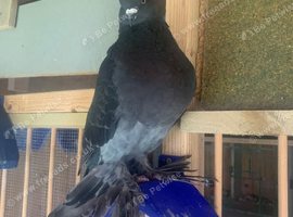 Beautiful tumbler birds