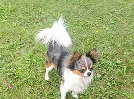 Beautiful black and tan parti merle stud