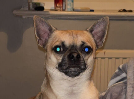 Chihuahua for stud