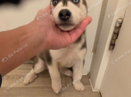 Siberan husky