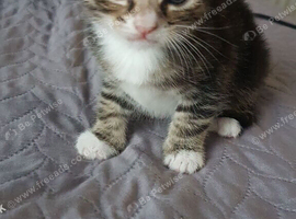 Beautiful 10‑week‑old kitten &mdash; ready to leave.