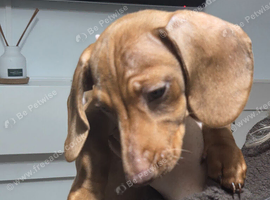 2 female mini dachaund for sale