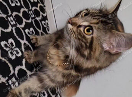 Cat for resale