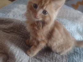 4 beautiful kitten looking for forever home