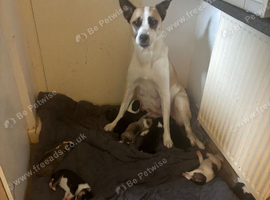 8 week old pups looking for forever homes