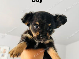 Adorable fluffy chihuahua