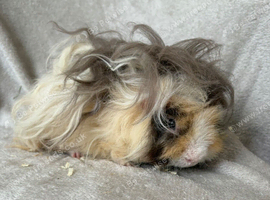 Young Lunkarya boar