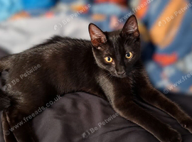 Half ragdoll, male cat