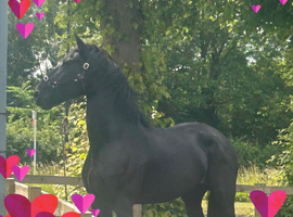 16.3 pure bred with papers 14 y&rsquo;old mare