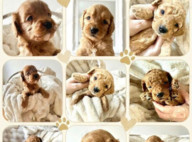 Cavapoos - Early Interest - New Litter