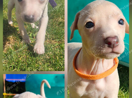 KC Registered Cream Italian Greyhound Puppies