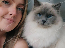 Neutered male ragdoll