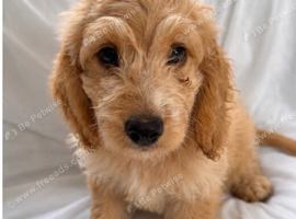 One Beautiful Apricot Cockapoo Baby.