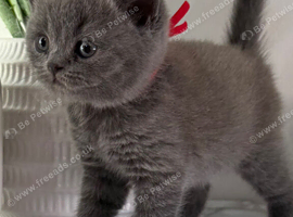 2 left Gorgeous British Shorthair Kittens - BSH - GCCF