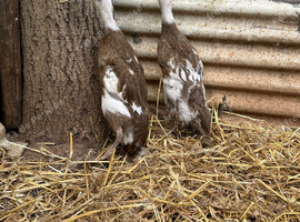 Indian runner ducks