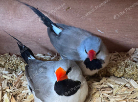 2 breeding pairs hex finch, long tail grass finch