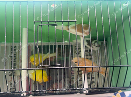 Canary for sale Siskin