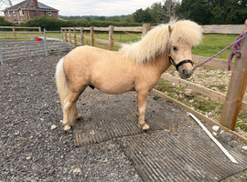 2 year old miniature Shetland