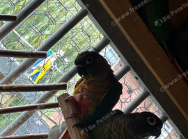 Baby conures