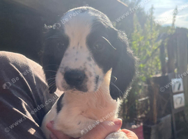 Sprocker puppies for sale