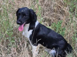 cocker spaniel