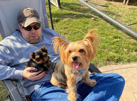 2 small miniature size Yorkie boys