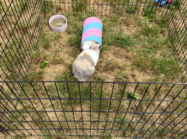 2 Male Mini Lop Baby Rabbits
