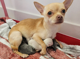 Chihuahua puppies for sale